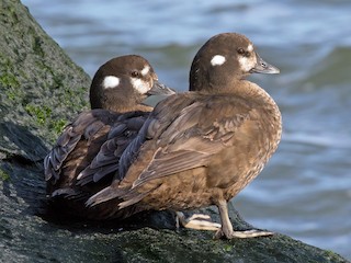  - Harlequin Duck