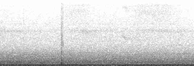 Perlenkehl-Ameisenschlüpfer - ML63898