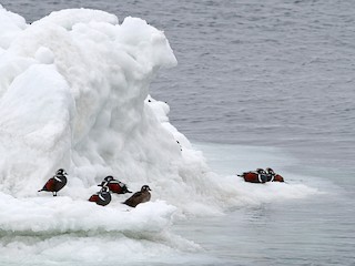  - Harlequin Duck