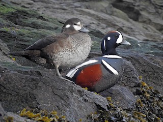 Breeding male and female - Cos van Wermeskerken - ML63898021