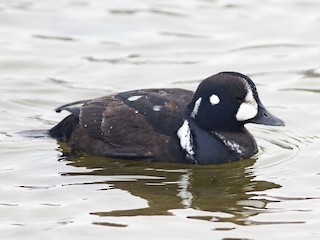  - Harlequin Duck