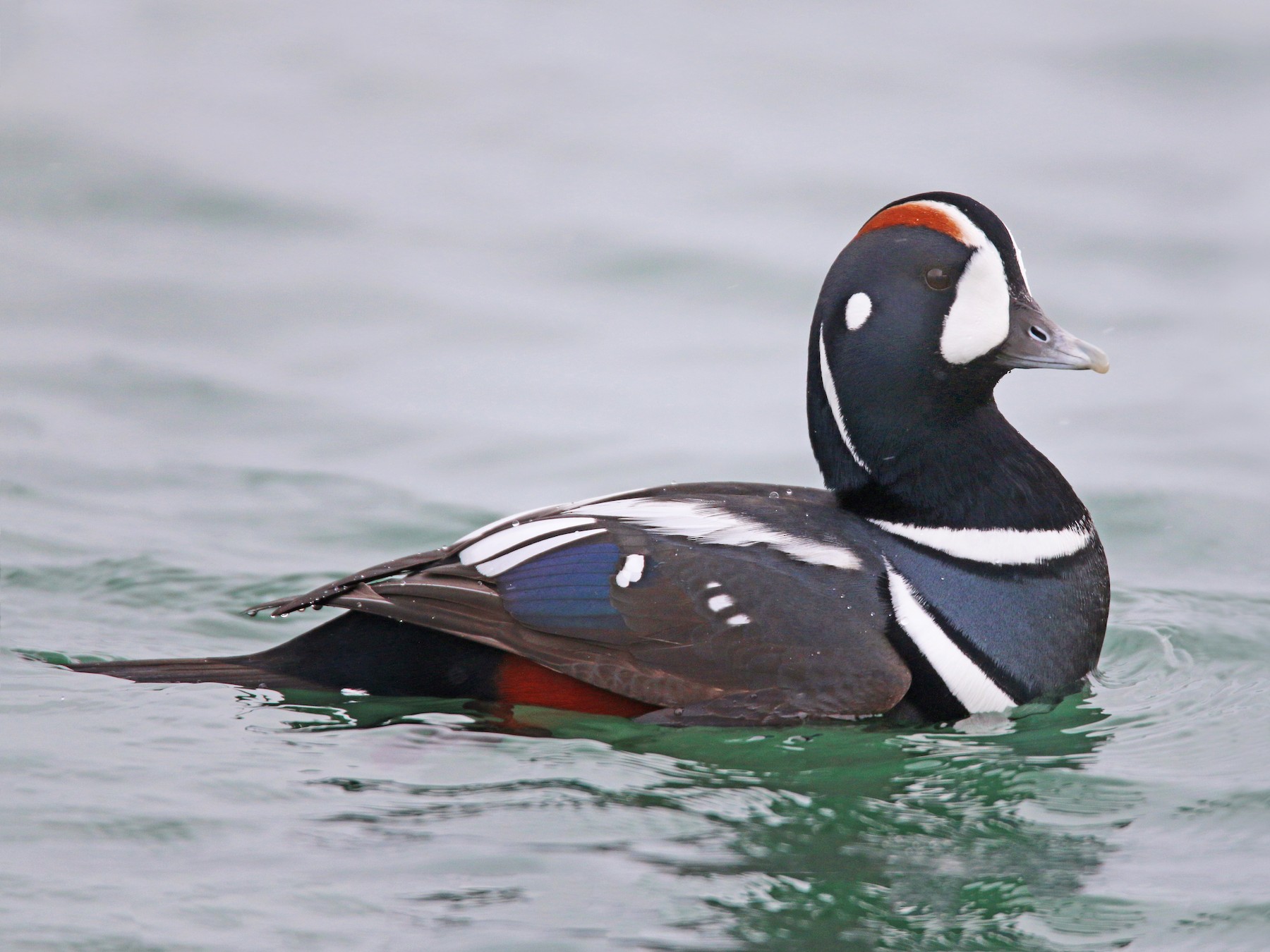 Harlequin Duck - Ian Davies