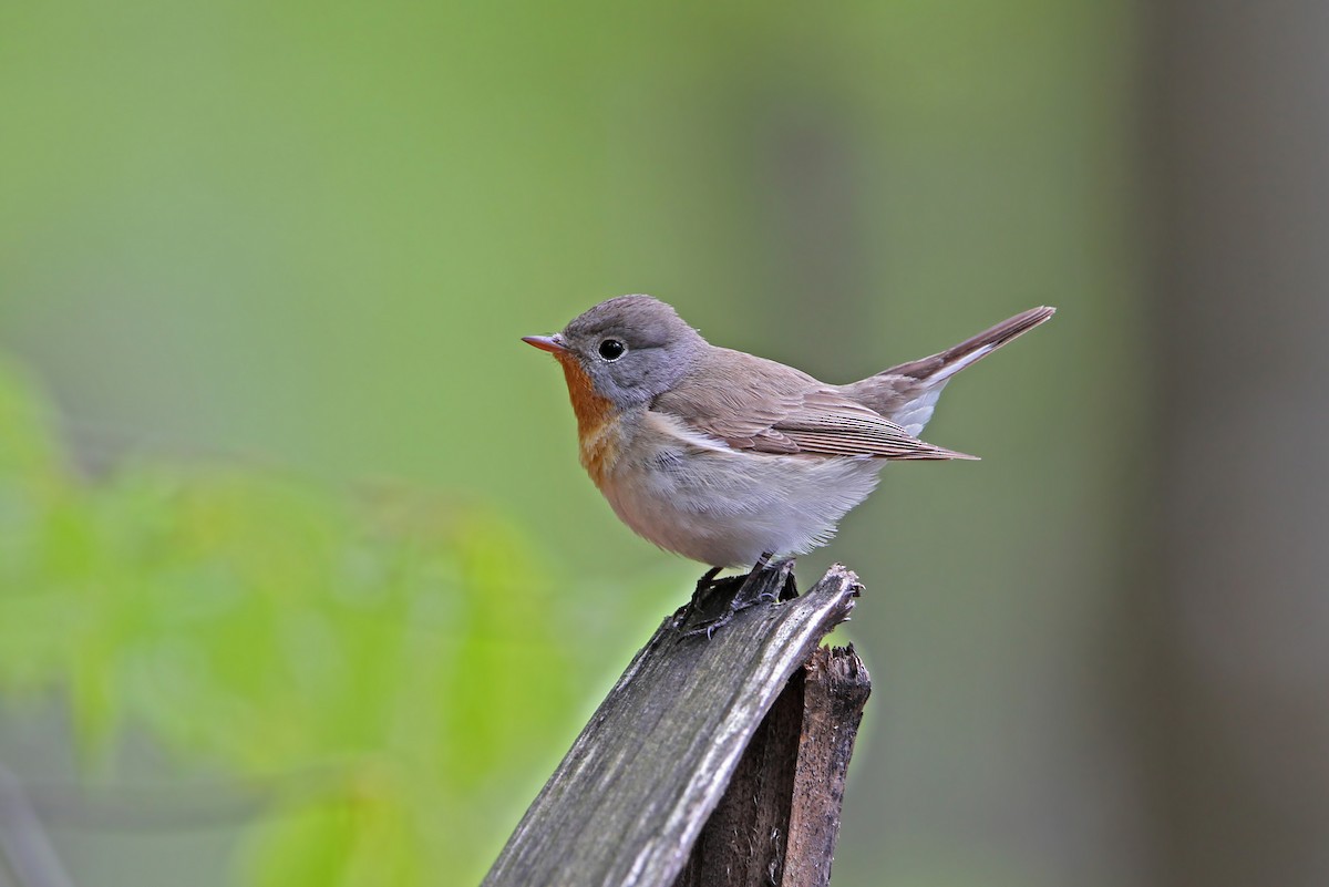Red-breasted Flycatcher - ML63898761