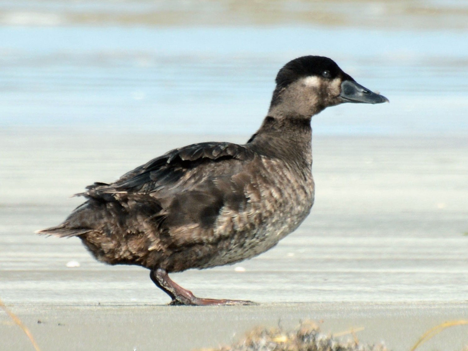 Surf Scoter - Janet Rathjen