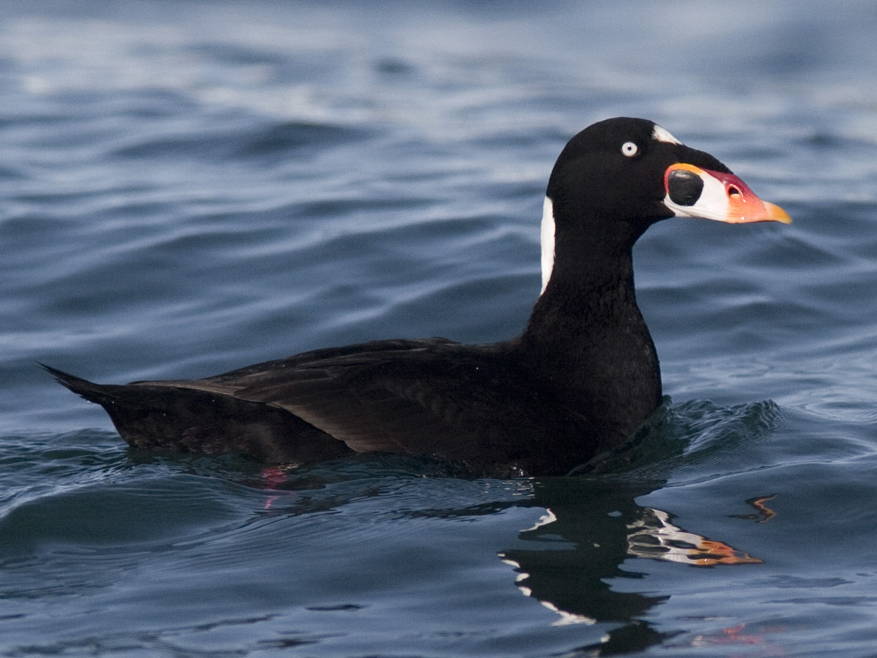 25-types-of-ducks-in-florida-with-pictures-animal-hype