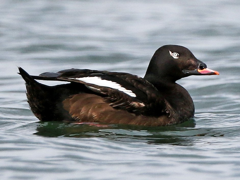 White-winged/Stejneger's Scoter - Jay McGowan