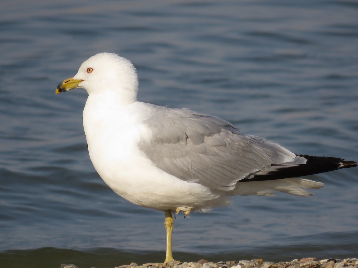 Ring-billed Gull - Victor Stoll