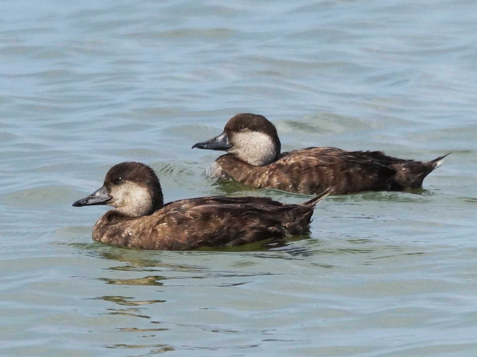 Black Scoter - Teri Zambon True