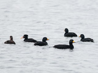 Adult male and female (with Surf Scoter) - Ken Wright - ML63901811