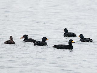 Macho y hembra adultos (con Surf Scoter) - Ken Wright - ML63901811