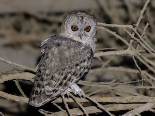 ウスイロモリフクロウ - eBird