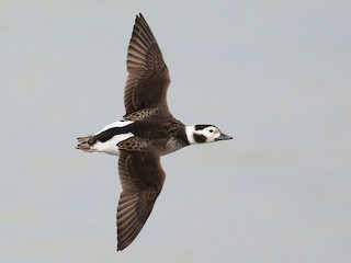  - Long-tailed Duck