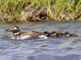  - Long-tailed Duck
