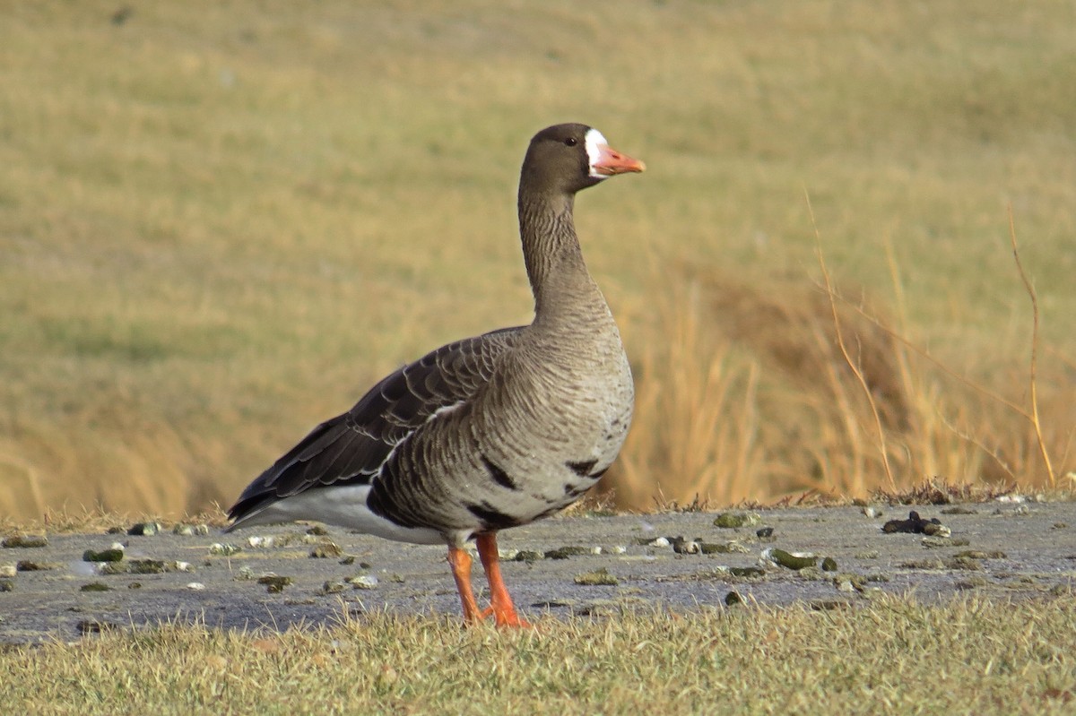 Greater White-fronted Goose - ML63903791