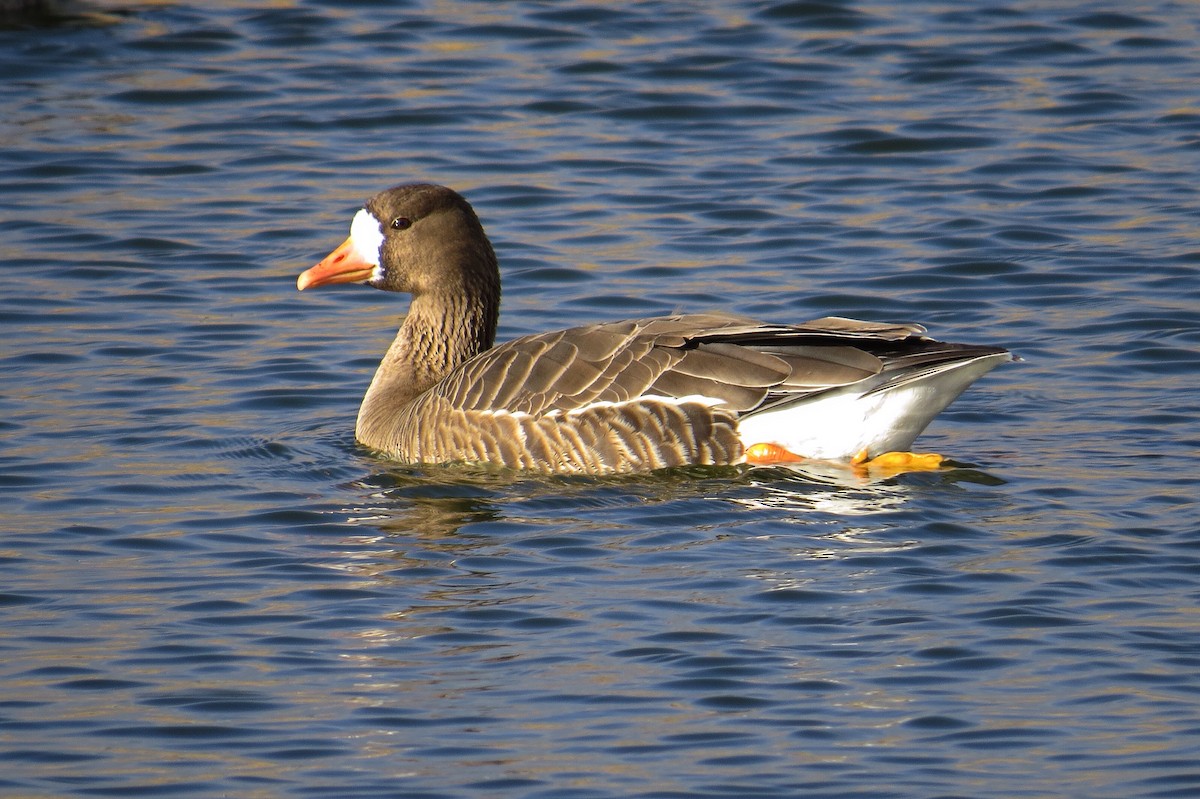 Greater White-fronted Goose - ML63903801