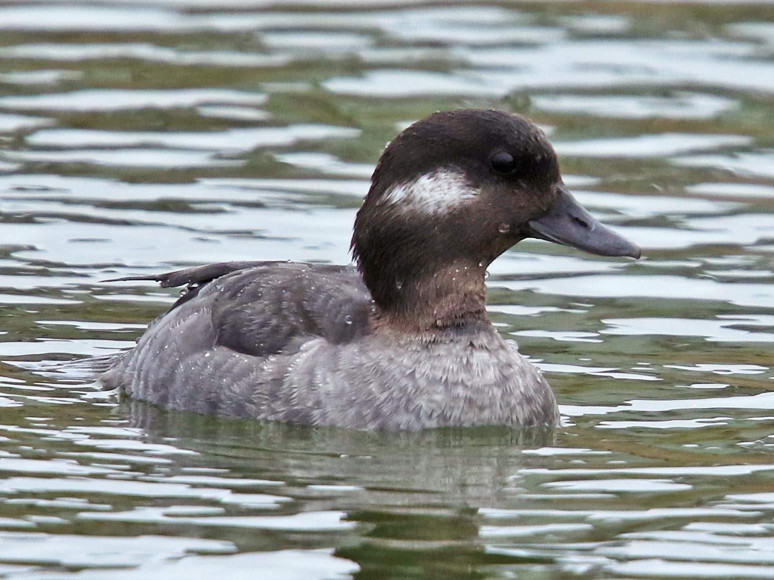 Bufflehead Duck