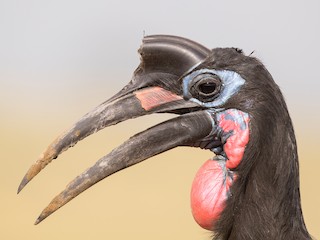  - Abyssinian Ground-Hornbill