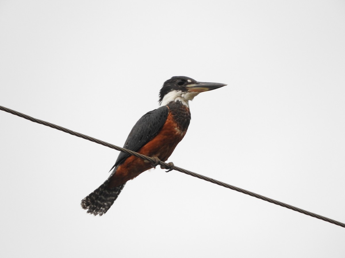 Ringed Kingfisher - Guillermo Funes