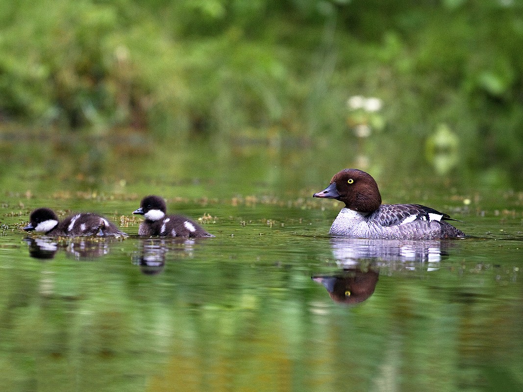 Barrow's Goldeneye - Ryan Shaw