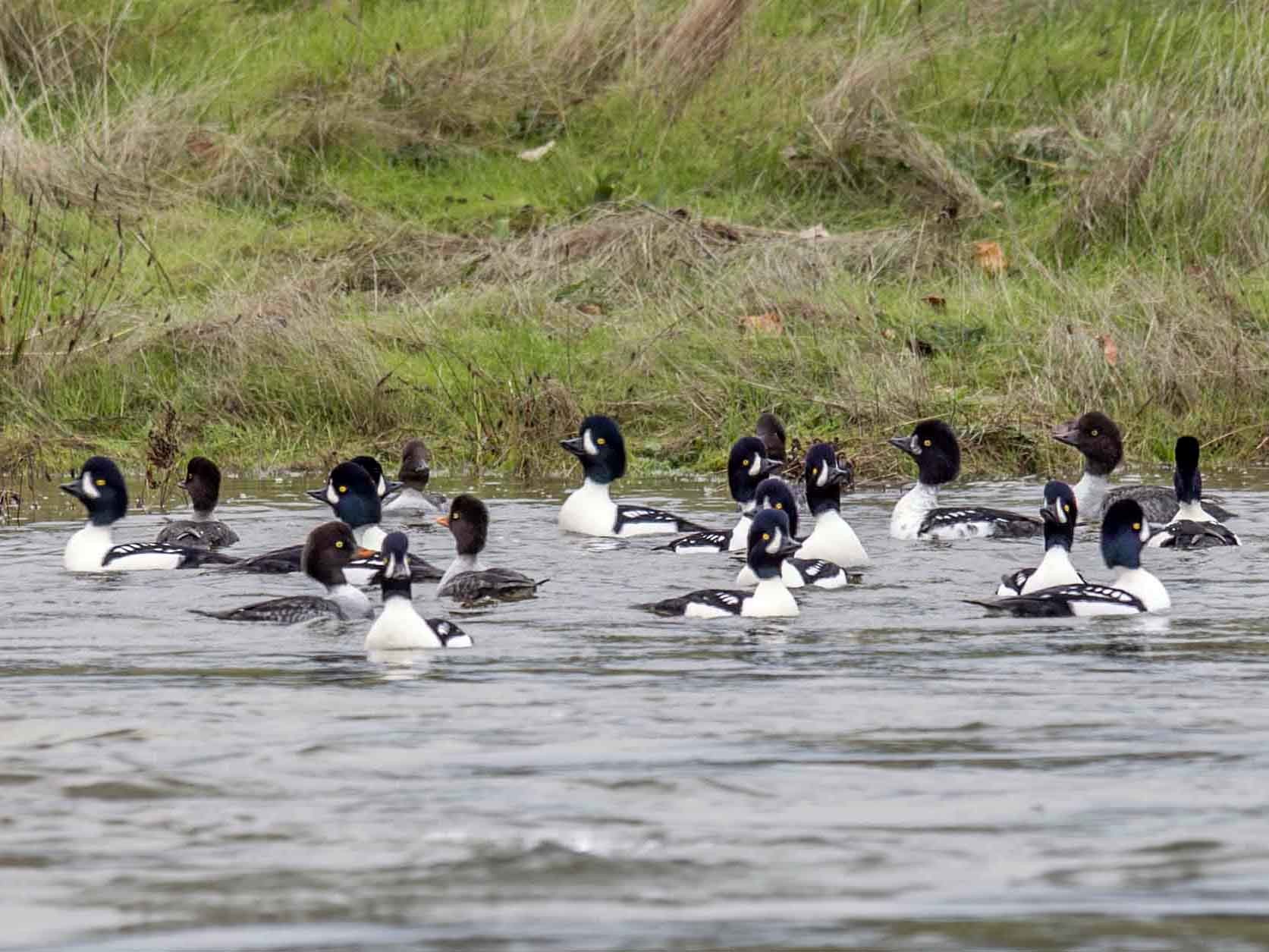 Barrow's Goldeneye - Ken Langelier