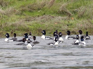  - Barrow's Goldeneye