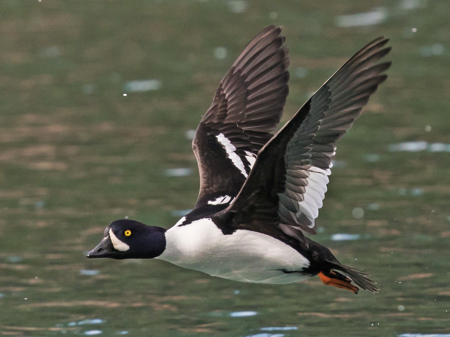 Barrow's Goldeneye - Caroline Lambert