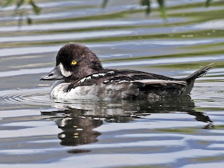  - Barrow's Goldeneye