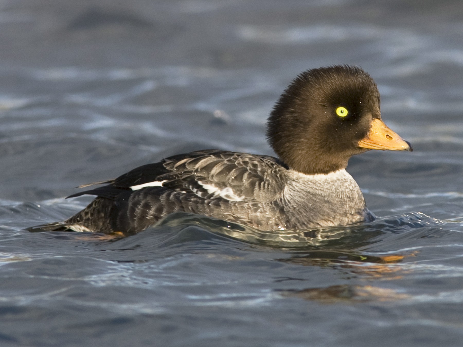 Female Common Goldeneye
