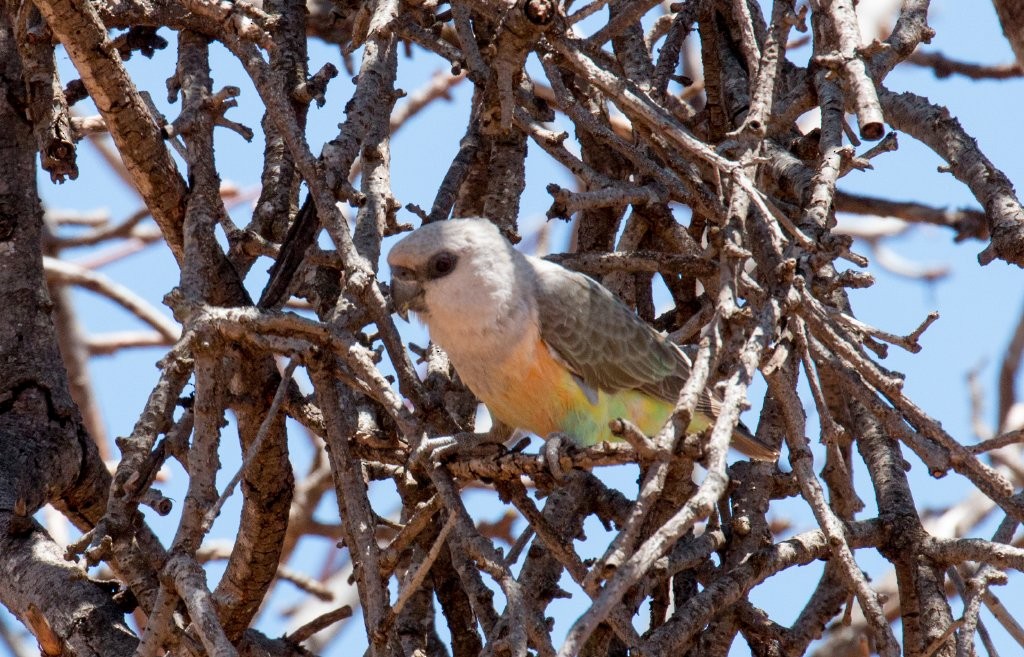 Red-bellied Parrot - ML63909181