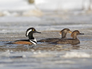 雄鳥和雌鳥 - Alix d'Entremont - ML63910051