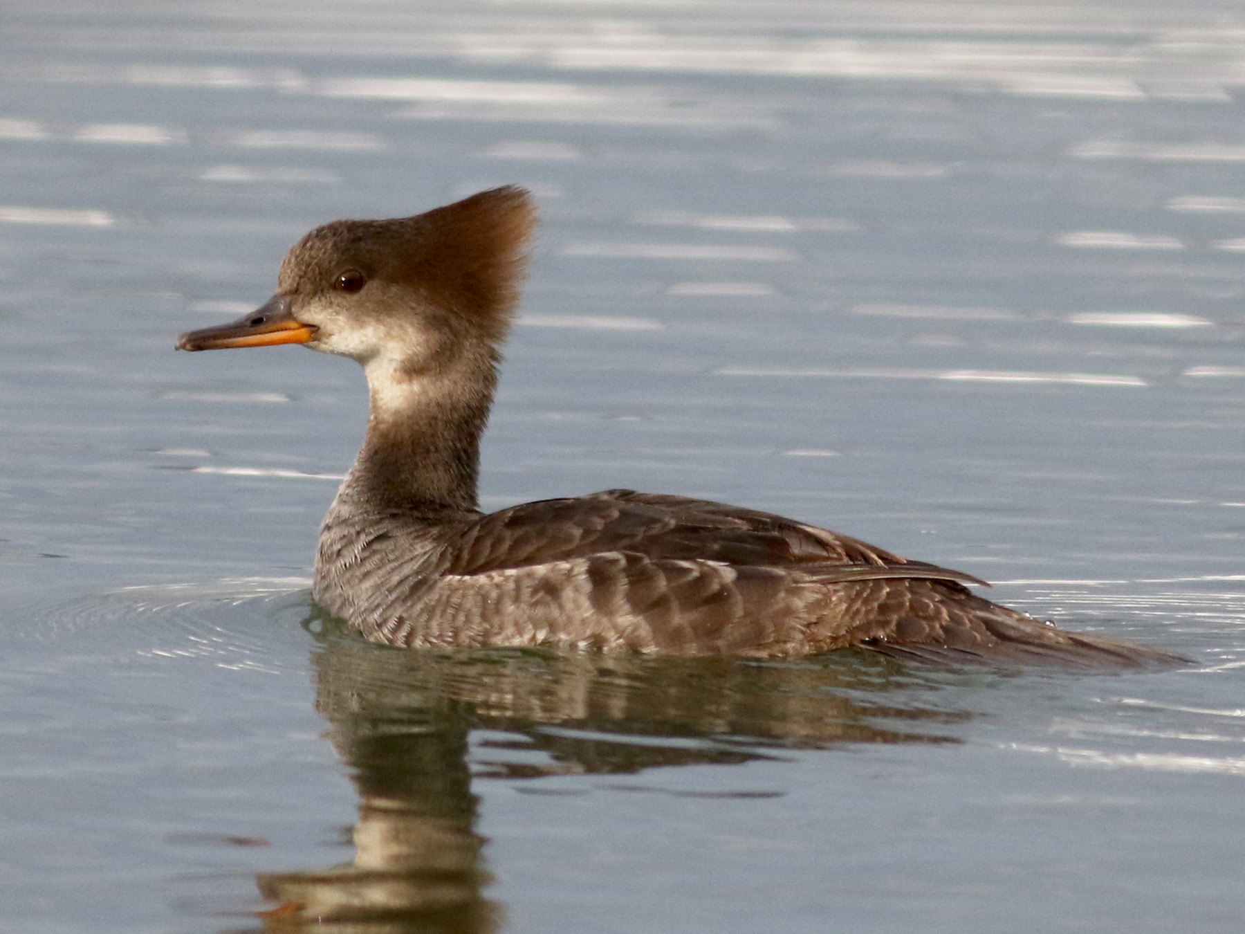 Hooded Merganser - Jay McGowan