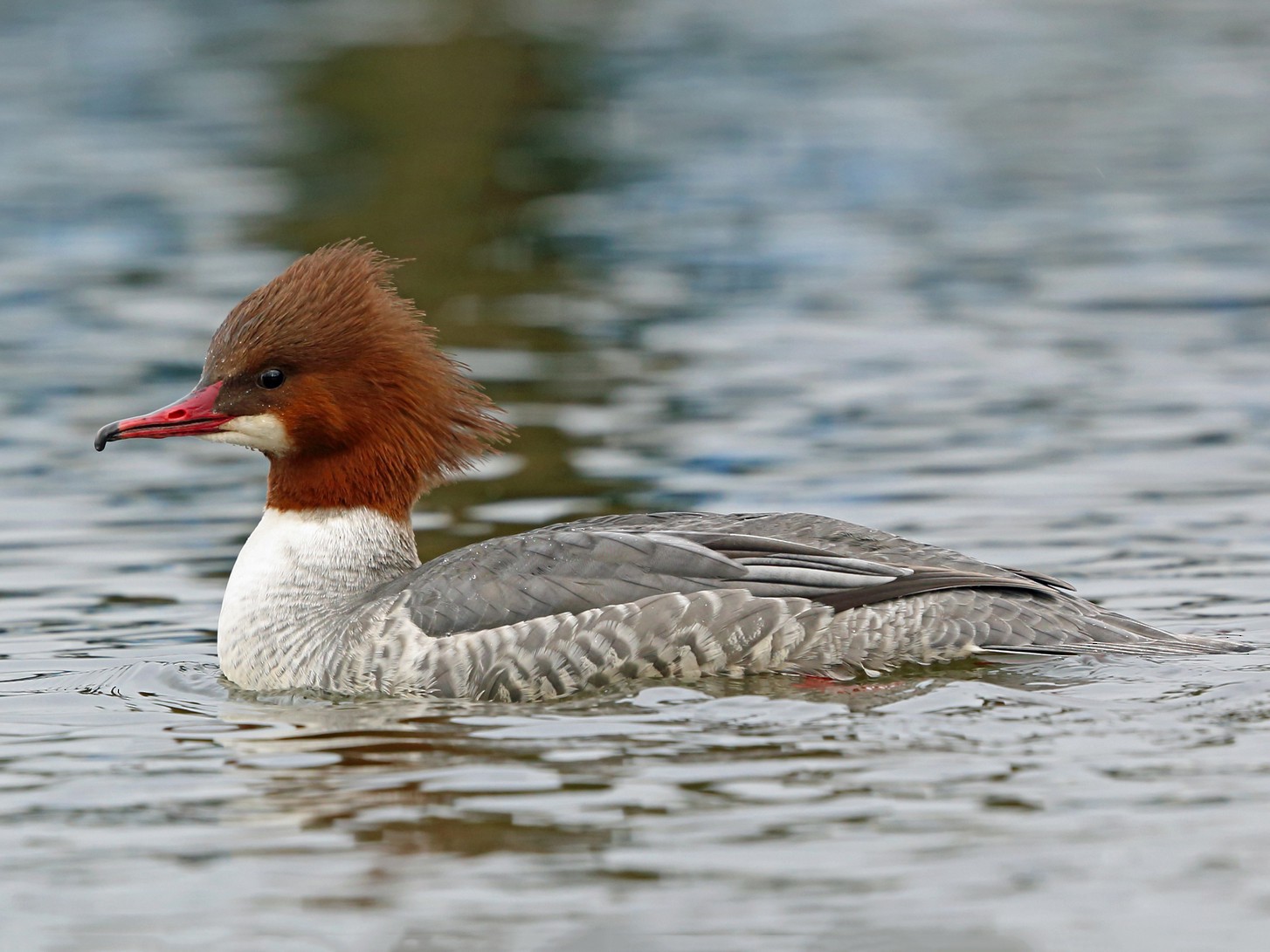 カワアイサ - eBird