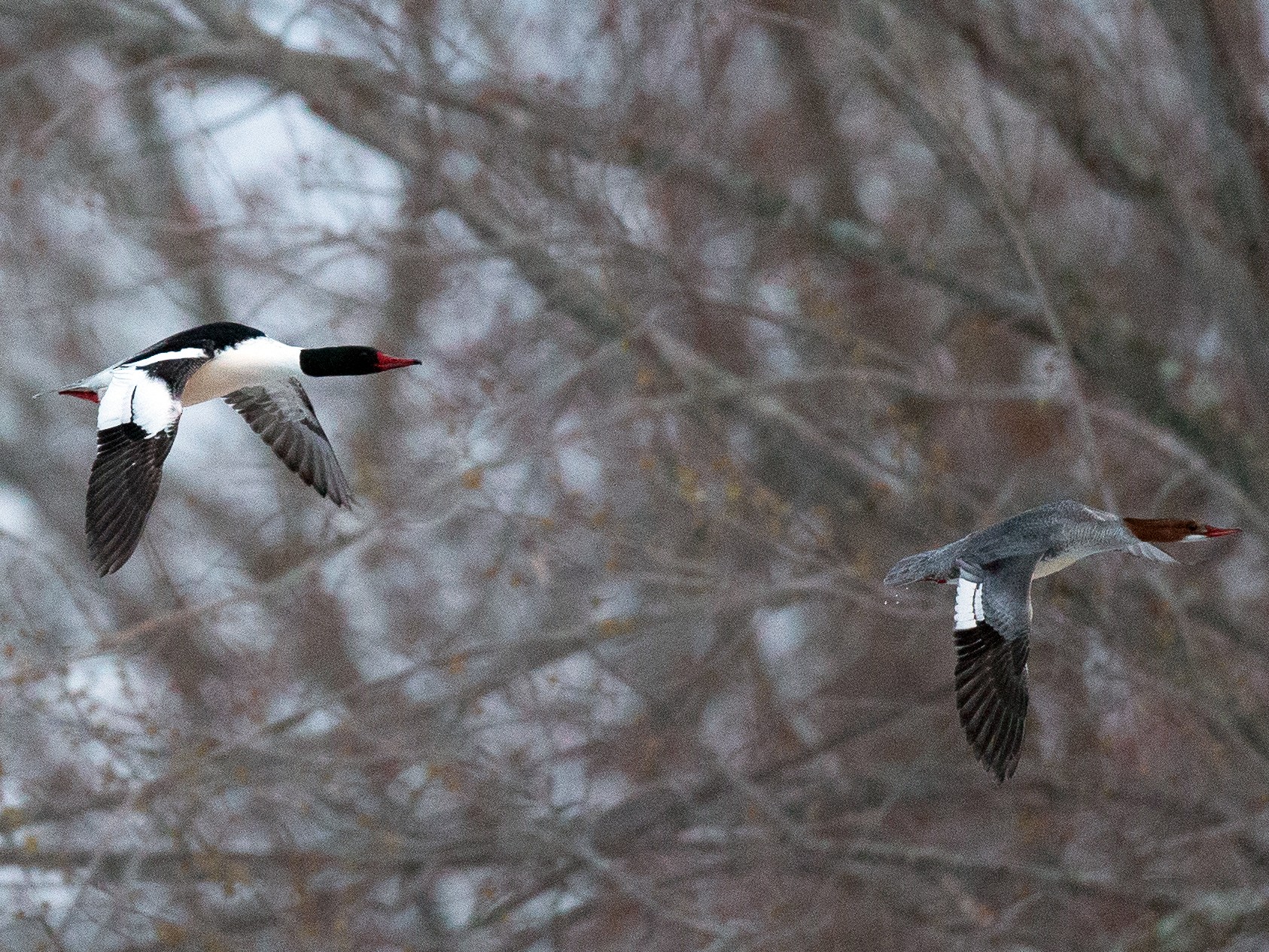 Common Merganser - Chris Wood