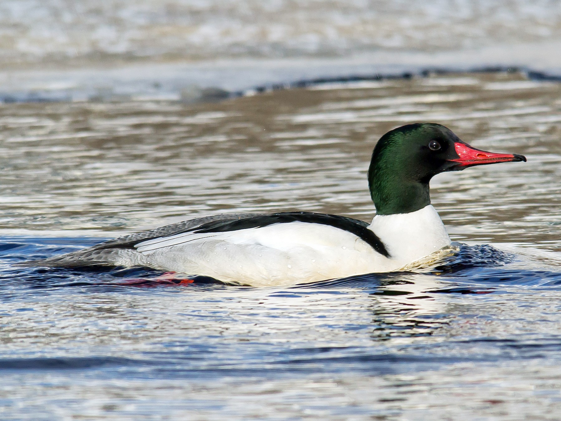 カワアイサ - eBird