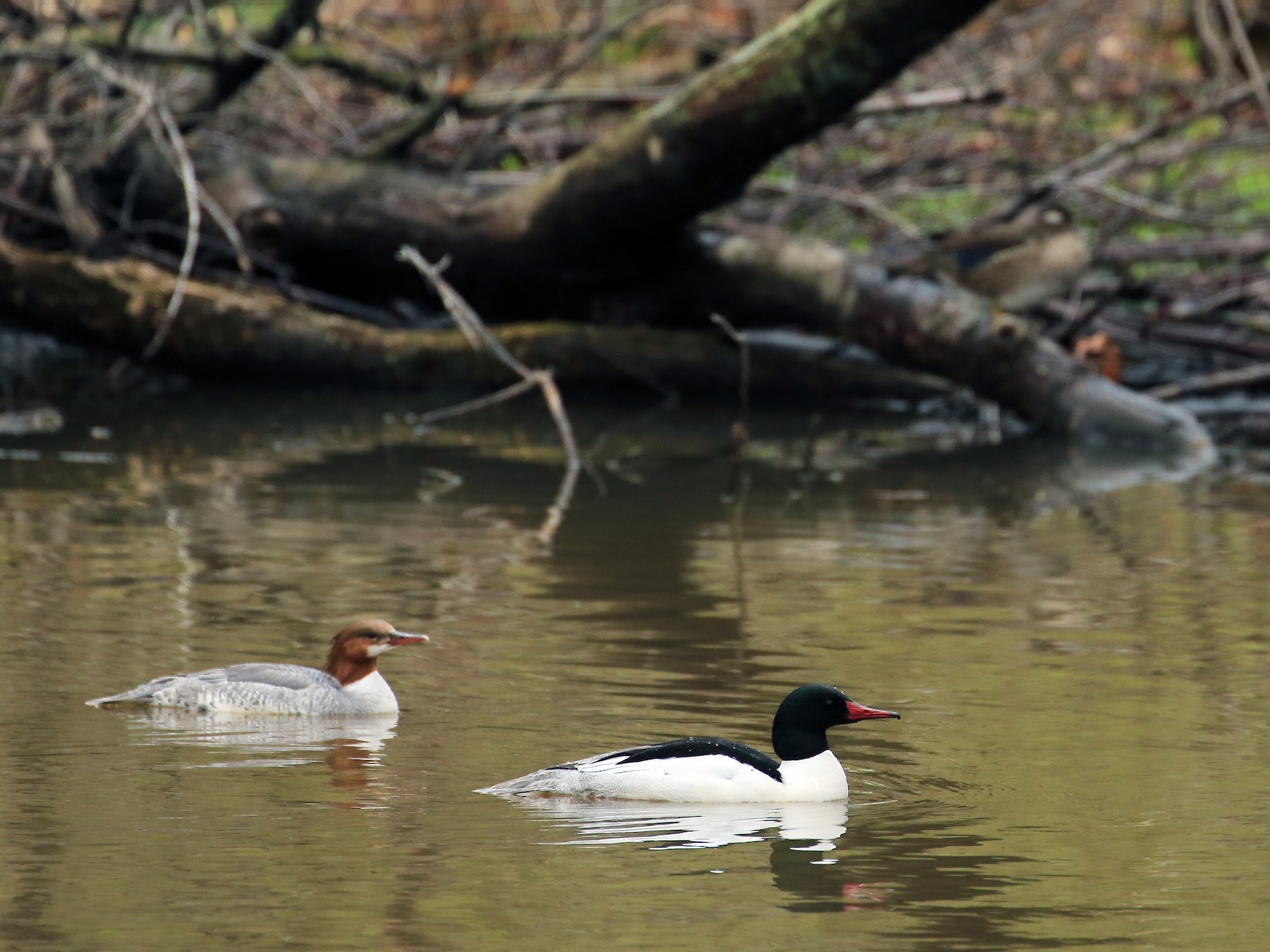 Common Merganser - Tim Lenz