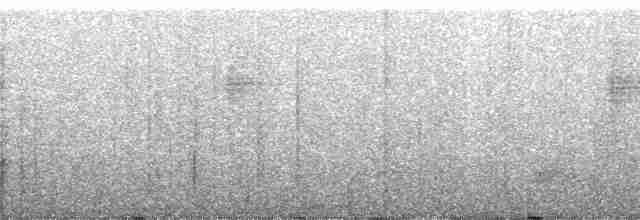 blånakkemaurpitta - ML63911