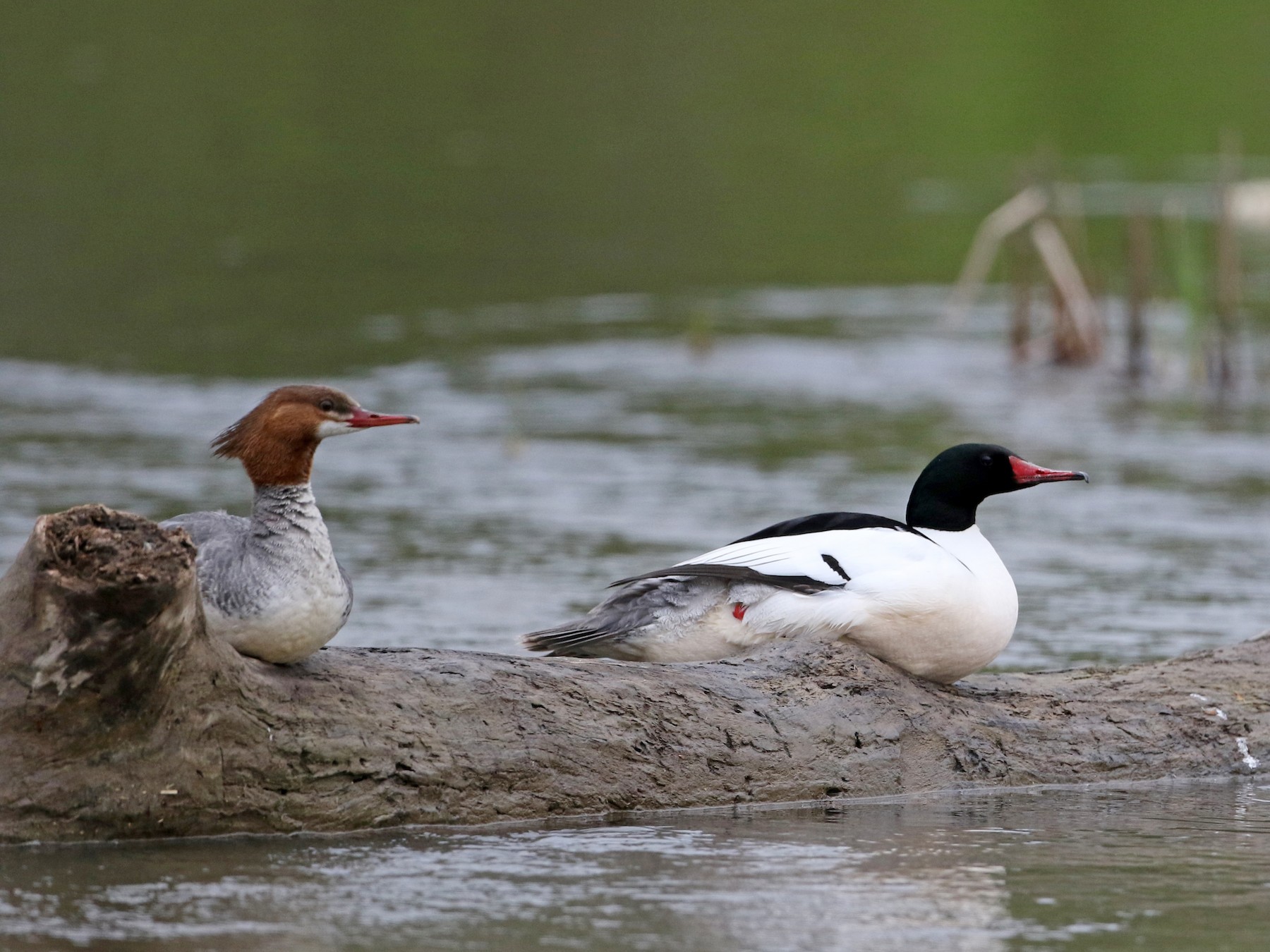 カワアイサ - eBird