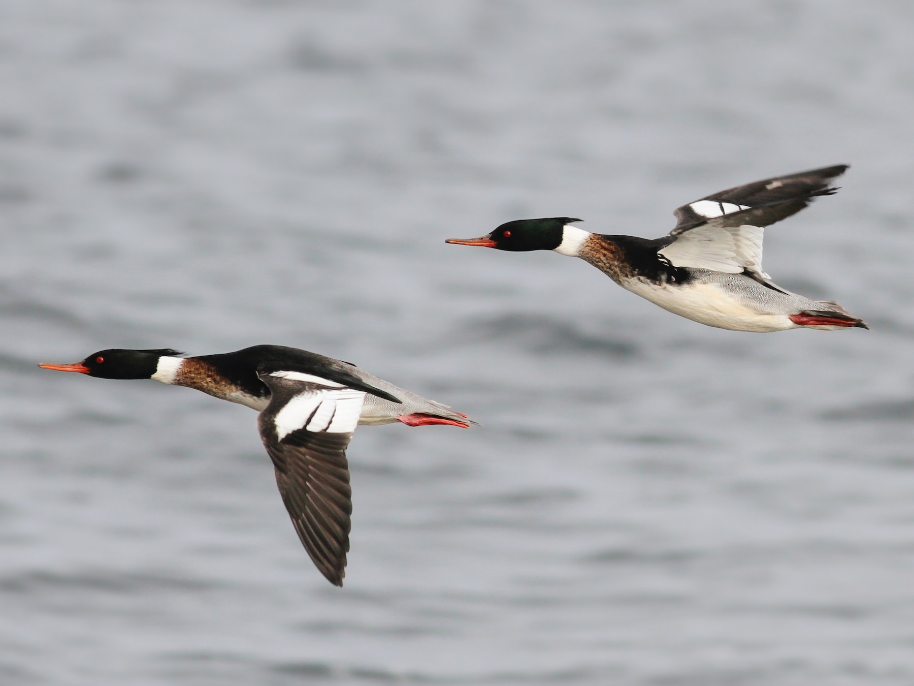 Red-breasted Merganser