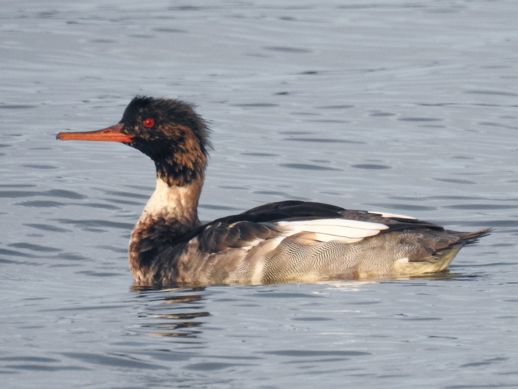 Red-breasted Merganser - Jody  Wells