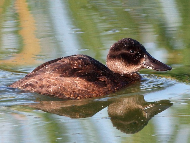 Female - Andean Duck - 