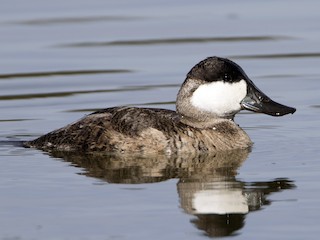  - Ruddy Duck