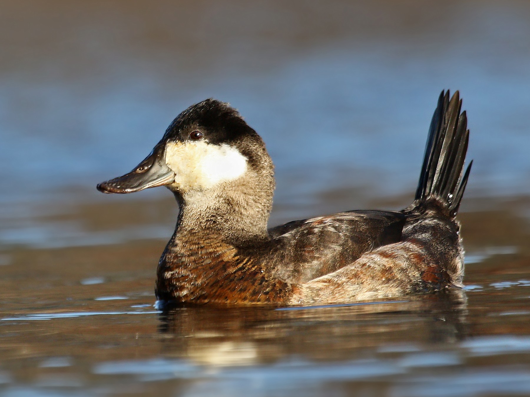 Ruddy Duck - Ryan Schain