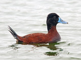  - Andean Duck (ferruginea)