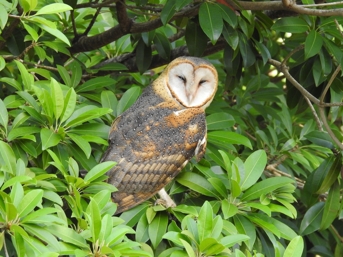 Barn Owl - robert wellens