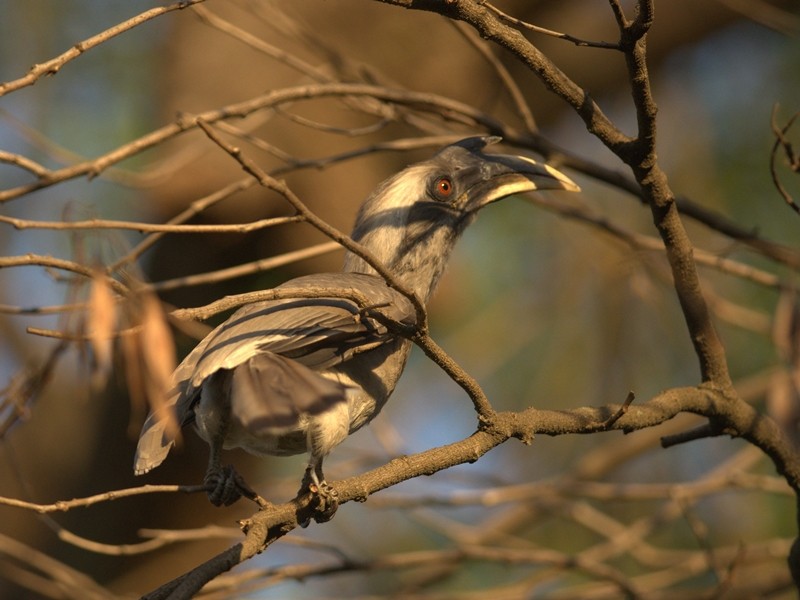 Indian Gray Hornbill - Jyoti Rani Ahlawat