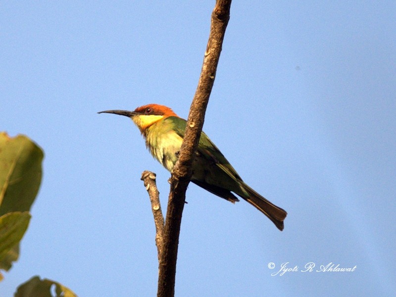 Chestnut-headed Bee-eater - Jyoti Rani Ahlawat