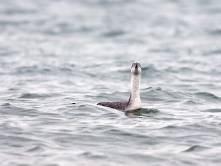  - Red-throated Loon