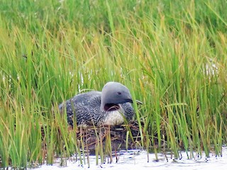  - Red-throated Loon
