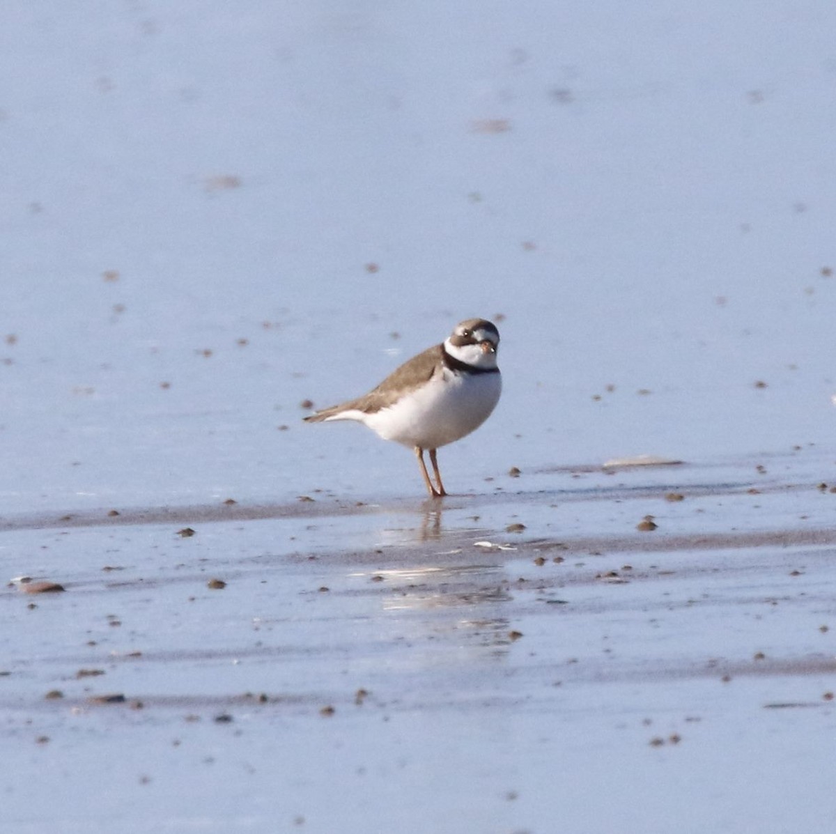 Semipalmated Plover - Ann Vaughan