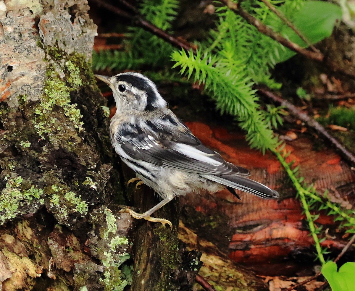 Black-and-white Warbler - ML63917511